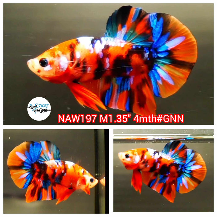 Live Male Betta Galaxy Nemo Plakat (NAW-197) What you see what you get!