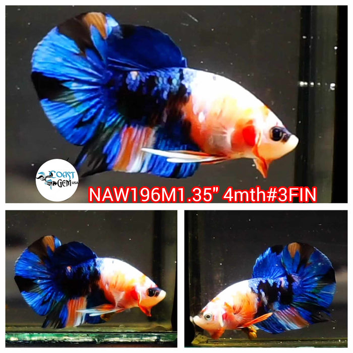 Live Male Betta Fancy Koi Plakat (NAW-196) What you see what you get!