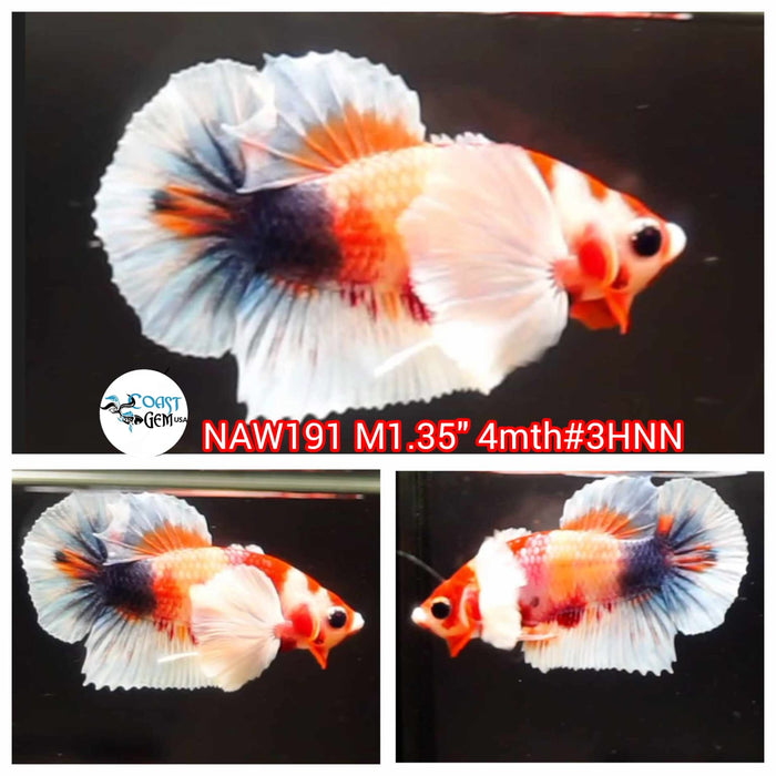 Live Male Betta Fancy Koi Dumbo Big Ear Plakat (NAW-191) What you see what you get!