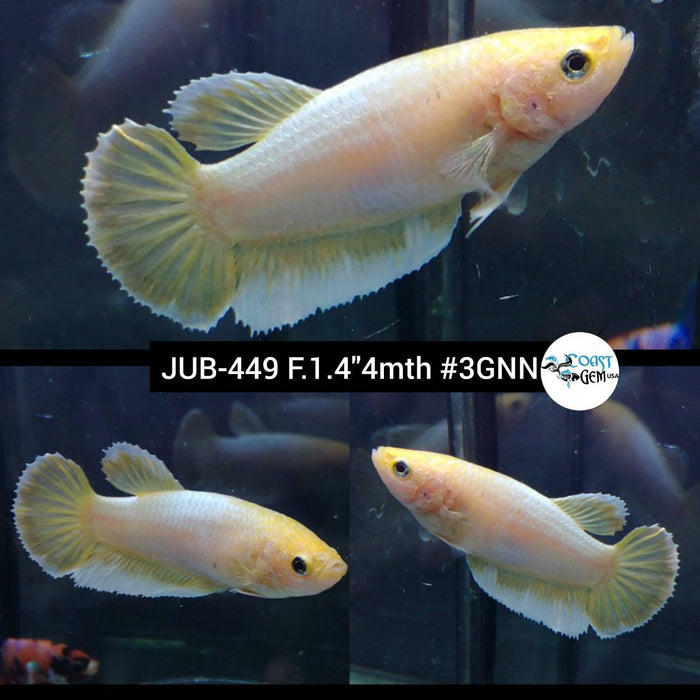 Live Female Betta Fancy yellow pastel Plakat (JUB-449) What you see what you get!