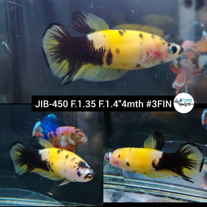 H Live Female Betta Yellow Koi Tiger Plakat (JUB-450) What you see what you get!