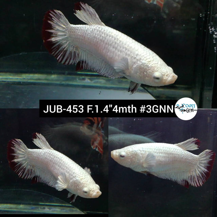 H Live Female Betta Red Snow Plakat (JUB-453) What you see what you get!