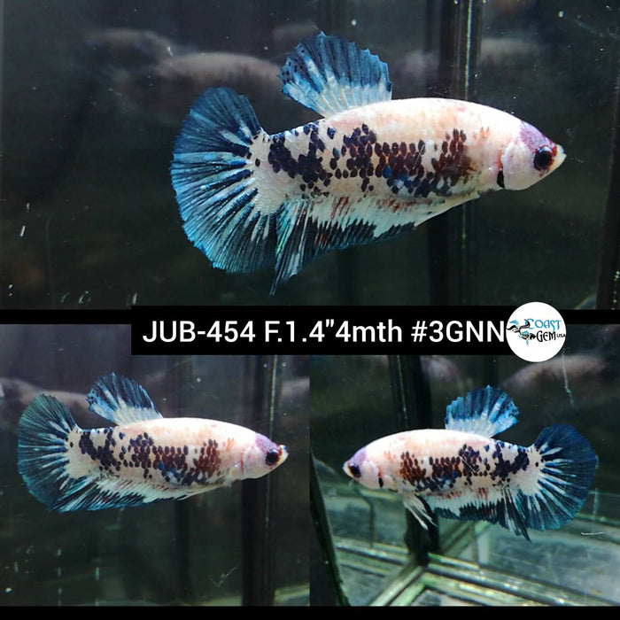 H Live Female Betta Blue Fancy marble Plakat (JUB-454) What you see what you get!