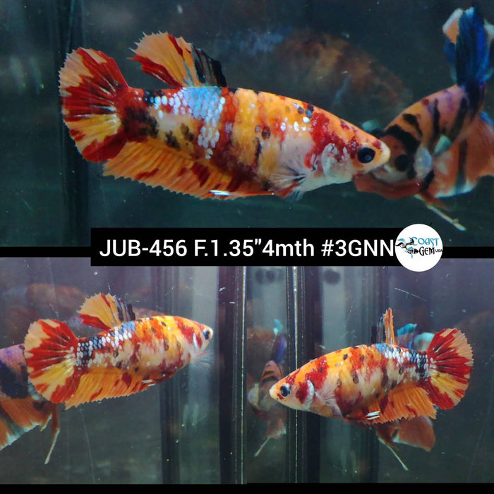 X Live Female Betta Galaxy Nemo Plakat (JUB-456) What you see what you get!