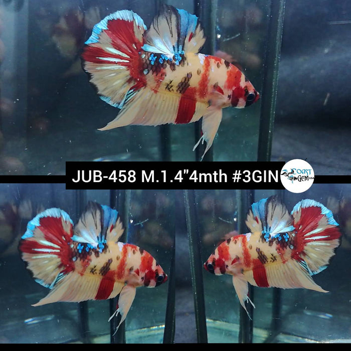 X Live Male Betta Galaxy Nemo Plakat (JUB-458) What you see what you get!