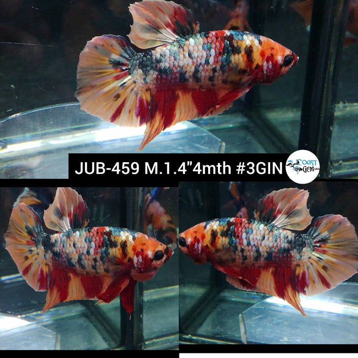 Live Male Betta Fancy Copper Nemo Plakat (JUB-459) What you see what you get!