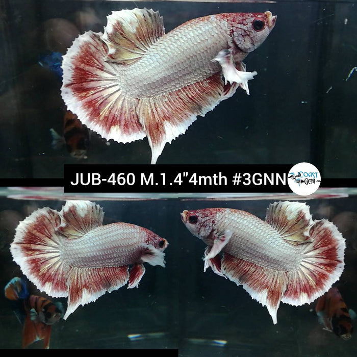 Live Male Betta Fancy Copper Light tone Plakat (JUB-460) What you see what you get!