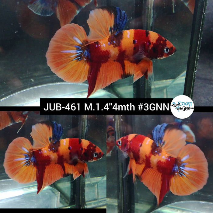 Live Male Betta Orange Original Nemo Plakat (JUB-461) What you see what you get!