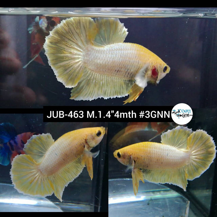 Live Male Betta Fancy Yellow pastel Plakat (JUB-463) What you see what you get!