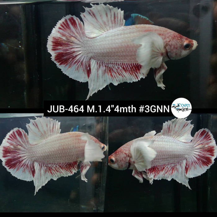 Live Male Betta Fancy Copper Light tone Dumbo Plakat (JUB-464) What you see what you get!