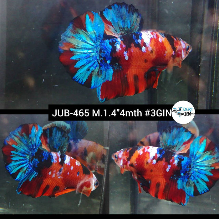 H Live Male Betta Galaxy Koi Plakat (JUB-465) What you see what you get!