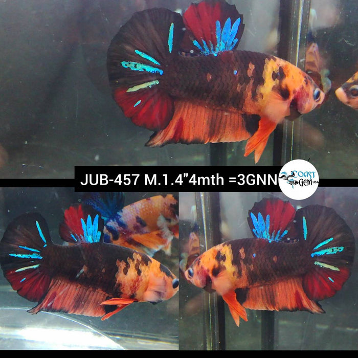 Live Male Betta Black Koi Plakat (JUB-457) What you see what you get!