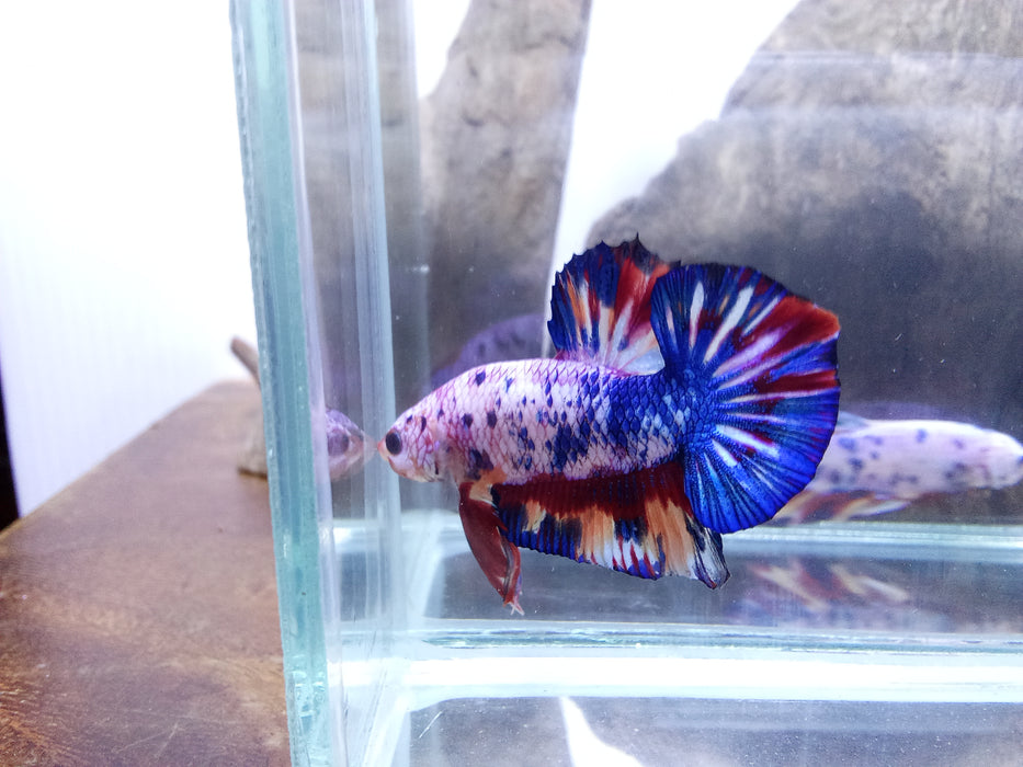 Live Freshwater Plakat Male Betta Fancy Marble Mix  Betta(CBM-1039) Our Choice BUY 4 GET 1 FREE! MIX & MATCH