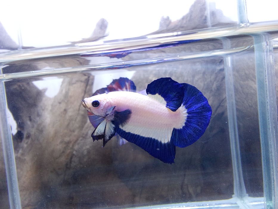 Live Freshwater Premium Plakat Male Betta Blue Rim Marble/Platinum (CBM-1044)Our Choice BUY 4 GET 1 FREE! MIX & MATCH