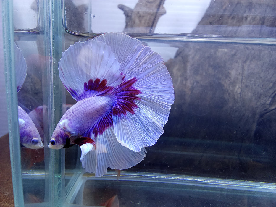 Live Freshwater Aquarium Betta Male Fancy Mix Butterfly Halfmoon Rosetail (CBM-1015 GROUP) Our Choice BUY 4 GET 1 FREE MIX & MATCH