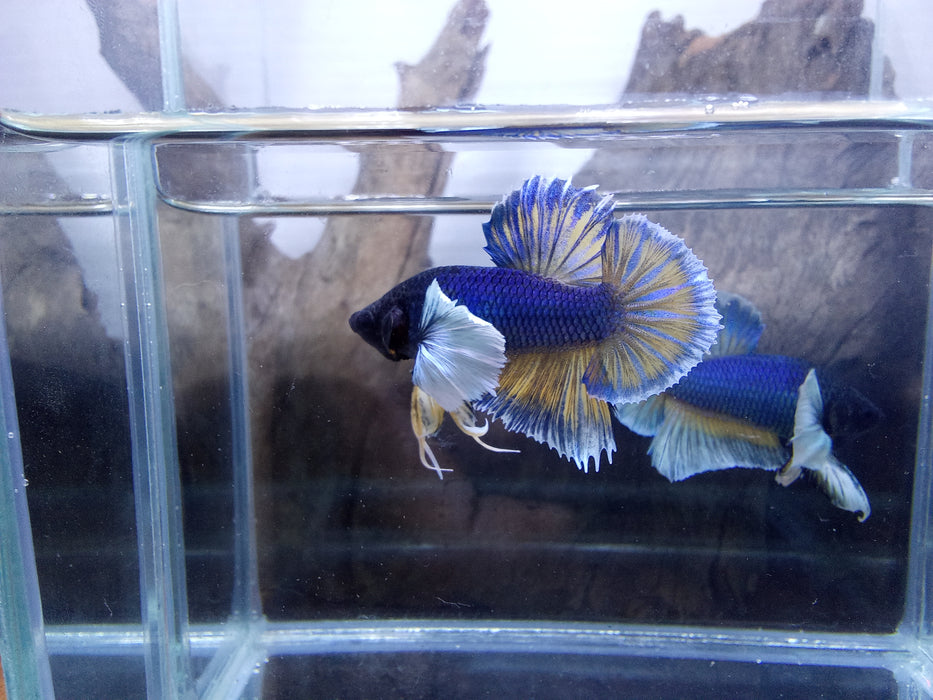 Live Freshwater Fancy Mixed Color Dumbo Plakat Male Betta DARK TONE (CBM-1007) Our Choice BUY 4 GET 1 FREE! MIX & MATCH