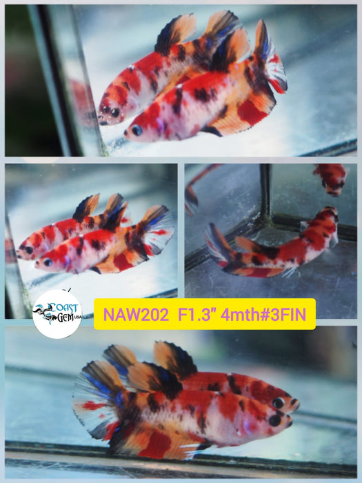 Live Female Betta Red Koi Plakat  (NAW-202) What you see what you get!