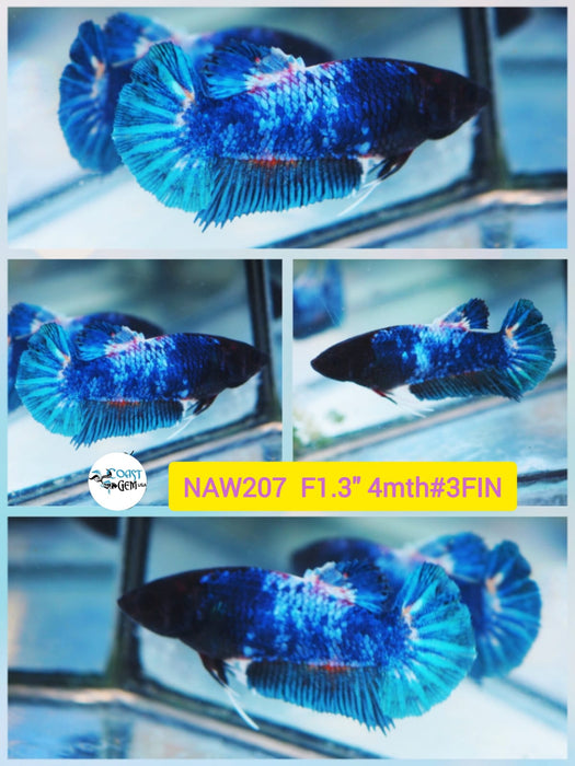 H Live Female Betta Blue Fancy marble Plakat S207  (NAW-207) What you see what you get!