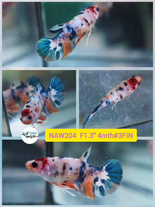 Live Female Betta Fancy Koi Plakat  (NAW-204) What you see what you get!