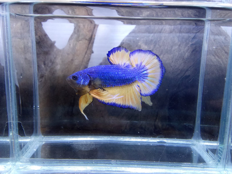 Live Freshwater Betta Male Plakat Premium Quality Multi Color Mustard Mustard (CBM-1037) Our Choice BUY 4 GET 1 FREE! MIX & MATCH