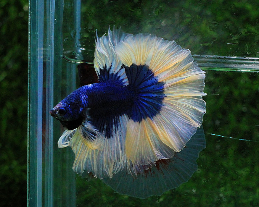 Show Grade Blue Body Butterfly Over Halfmoon Rosetail Male Bettas (CBM-1016 GROUP) Our Choice BUY 4 GET 1 FREE MIX & MATCH