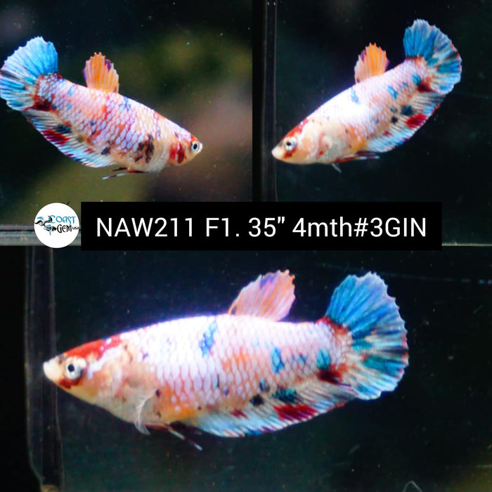 Live Female Betta Candy dot Plakat (NAW-211) High quality grade What you see what you get!