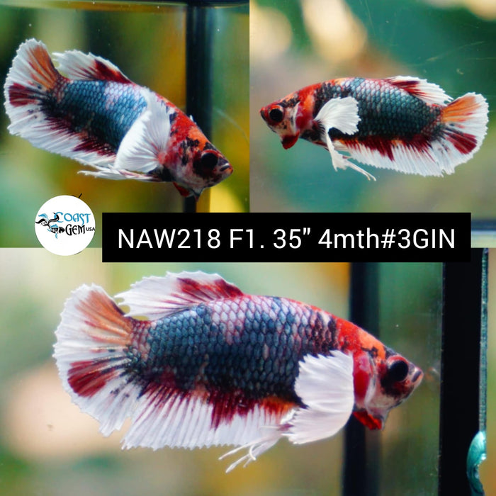 Live Female Betta Fancy Emerald Dumbo Big ear Plakat (NAW-218) High quality grade What you see what you get!