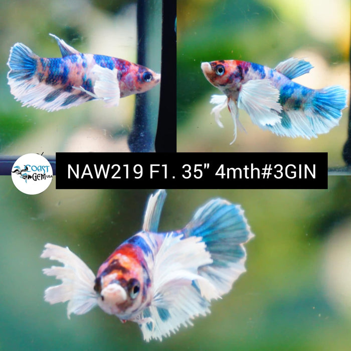 Live Female Betta Fancy Koi Dumbo Big ear Plakat (NAW-219) High quality grade What you see what you get!