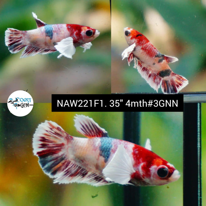 Live Female Betta Copper Nemo Dumbo Big ear Plakat (NAW-221) High quality grade What you see what you get!