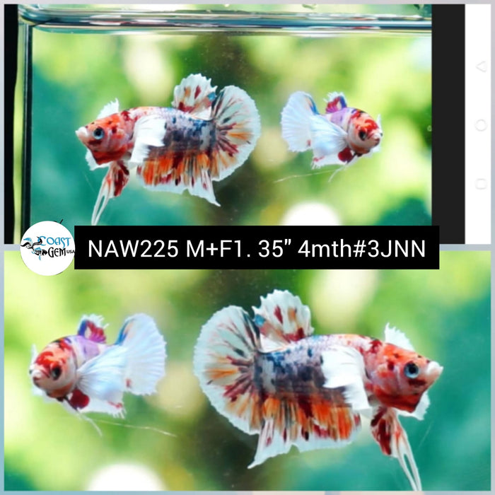 Live Betta (1Pair) Copper Nemo Dumbo Big ear Plakat (NAW-225) High quality grade What you see what you get!