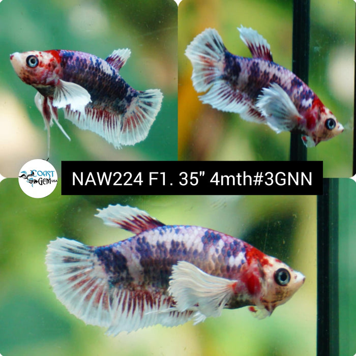 Live Female Betta Fancy Koi Dumbo Plakat (NAW-224) High quality grade What you see what you get!