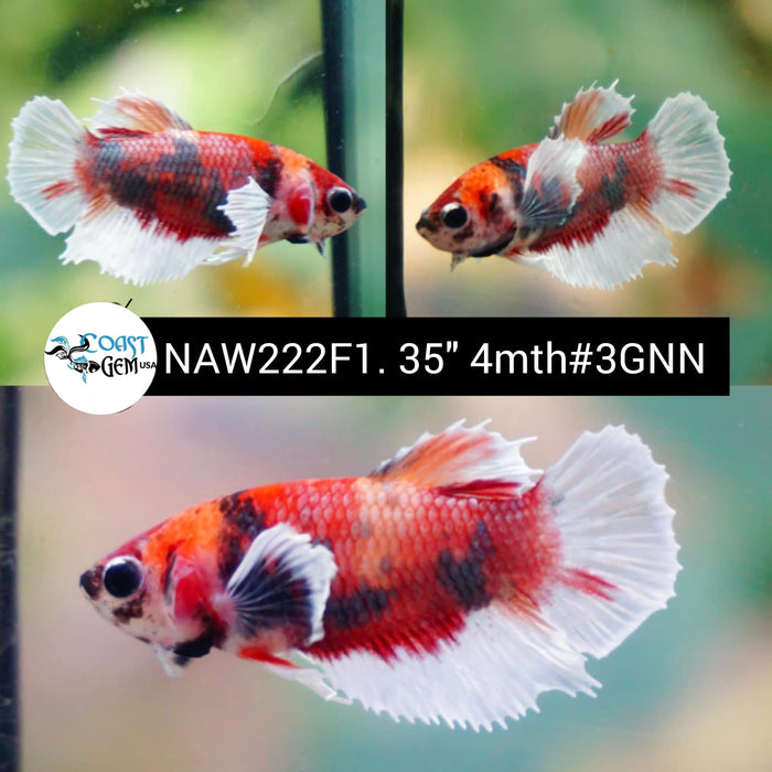 Live Female Betta Red Koi Dumbo Plakat (NAW-222) High quality grade What you see what you get!