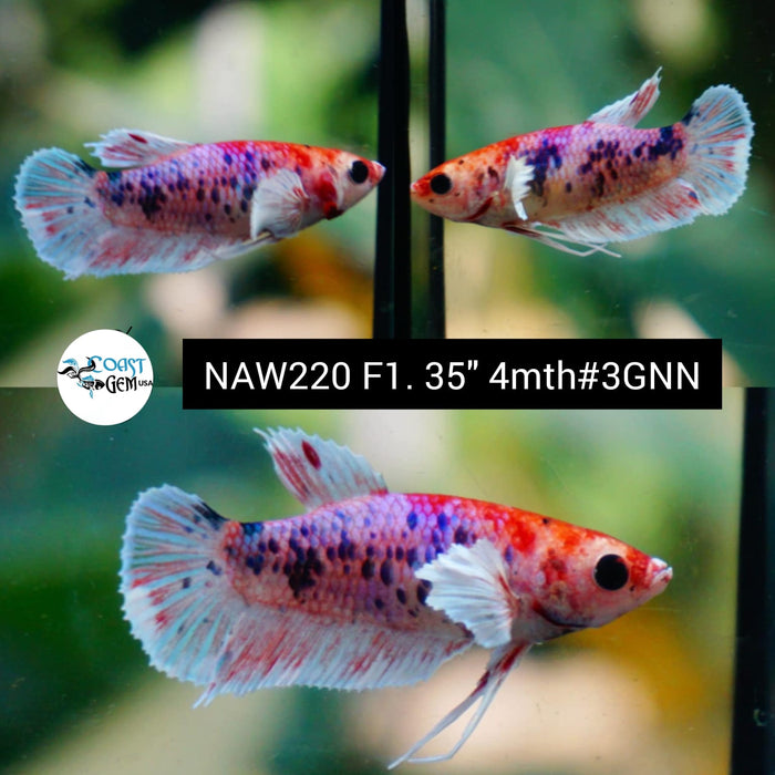 Live Female Betta Fancy marble dot Dumbo Big ear Plakat (NAW-220) High quality grade What you see what you get!