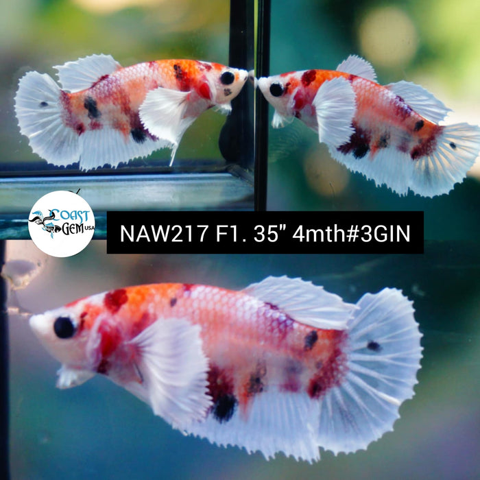 Live Female Betta Candy Dumbo Big ear Plakat (NAW-217) High quality grade What you see what you get!