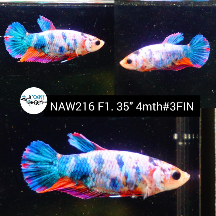 Live Female Betta Fancy marble Plakat (NAW-216) High quality grade What you see what you get!