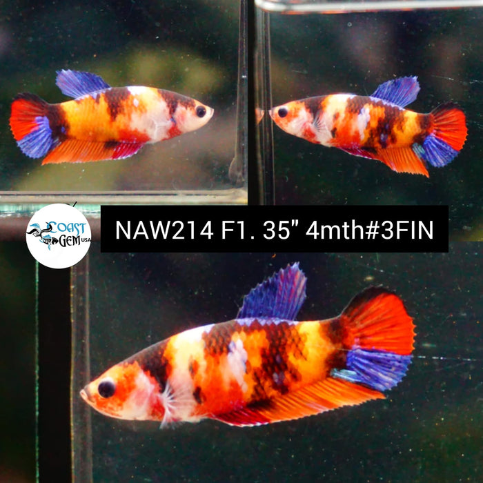 Live Female Betta Nemo Koi Plakat (NAW-214) High quality grade What you see what you get!