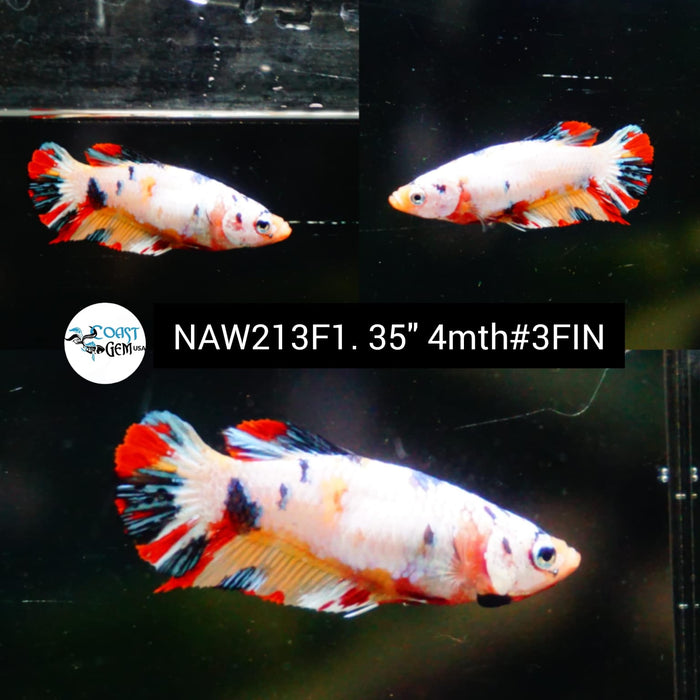 Live Female Betta Fancy marble Plakat (NAW-213) High quality grade What you see what you get!