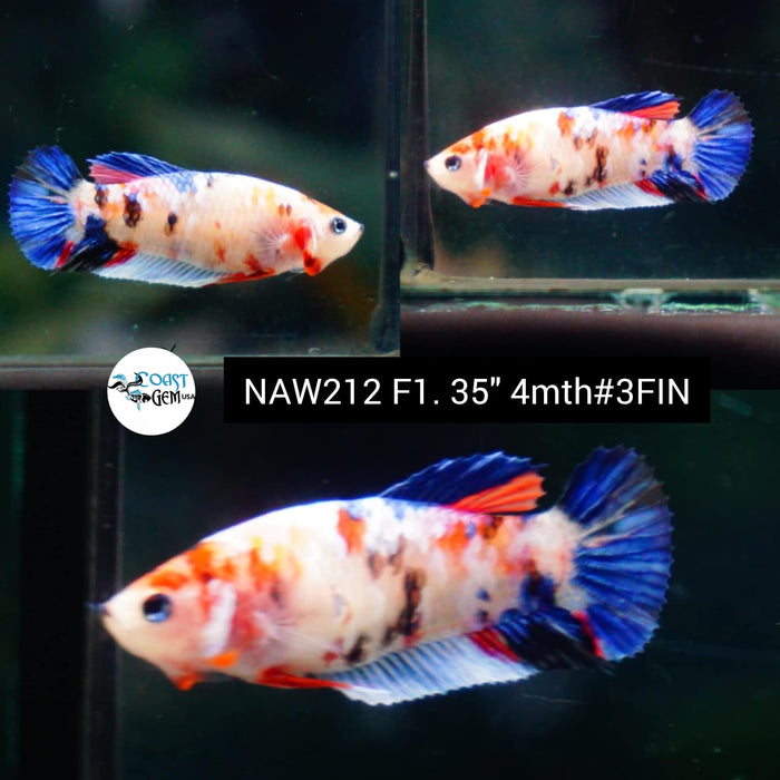 Live Female Betta Fancy Koi Plakat (NAW-212) High quality grade What you see what you get!