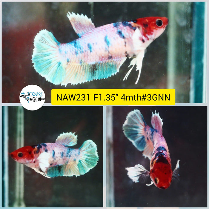 Live Female Betta Pink Pastel Fancy marble Dumbo Plakat (NAW-231) What you see what you get!