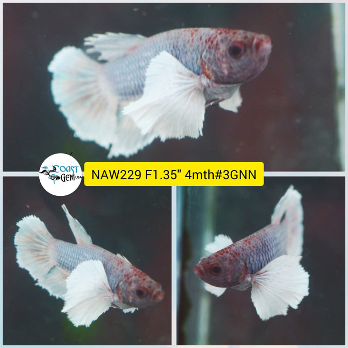 Live Female Betta Fancy Gray color Dumbo Plakat (NAW-229) What you see what you get!