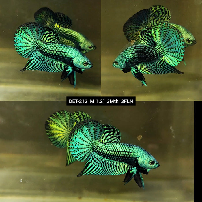 Live Male Betta Green Alien Hybrid Wild Plakat (DET-212) High quality what you see what you get!!