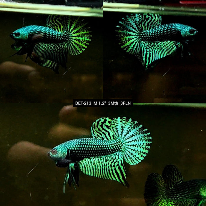 Live Male Betta Green Alien Hybrid Wild Plakat (DET-213) High quality what you see what you get!!