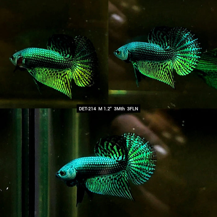 Live Male Betta Green Alien Hybrid Wild Plakat (DET-214) High quality what you see what you get!!