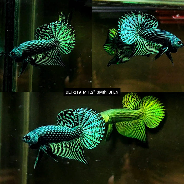 Live Male Betta Green Alien Hybrid Wild Plakat (DET-219) High quality what you see what you get!!