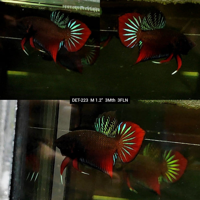 Live Male Betta Green Original Splendens Wild Plakat (DET-223) High quality what you see what you get!!