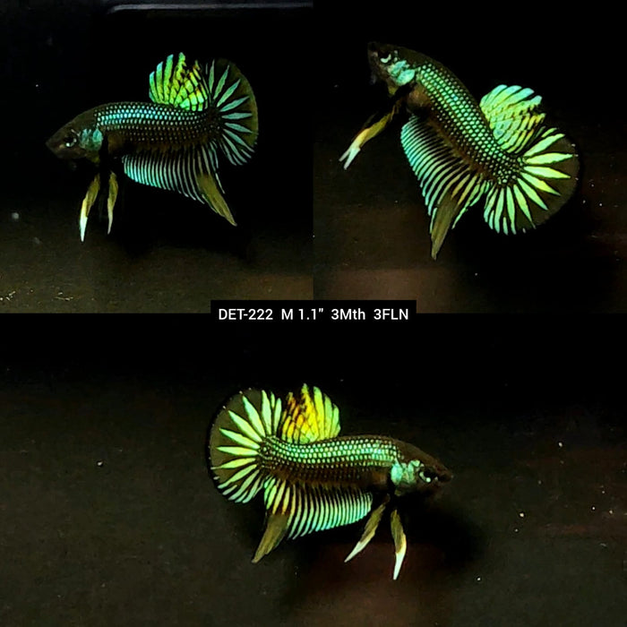 Live Male Betta Green Yellow Imbellis Wild Plakat (DET-222) High quality what you see what you get!!