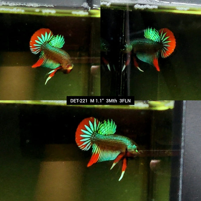 Live Male Betta Green Red Original Imbellis Wild Plakat (DET-221) High quality what you see what you get!!