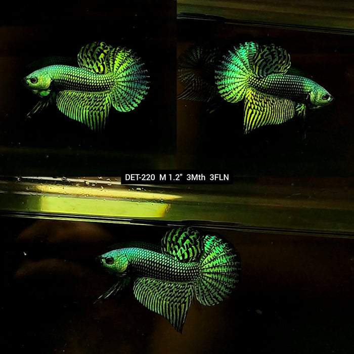 Live Male Betta Green Alien Hybrid Wild Plakat (DET-220) High quality what you see what you get!!