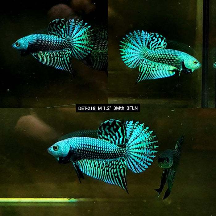 Live Male Betta Green Alien Hybrid Wild Plakat (DET-218) High quality what you see what you get!!