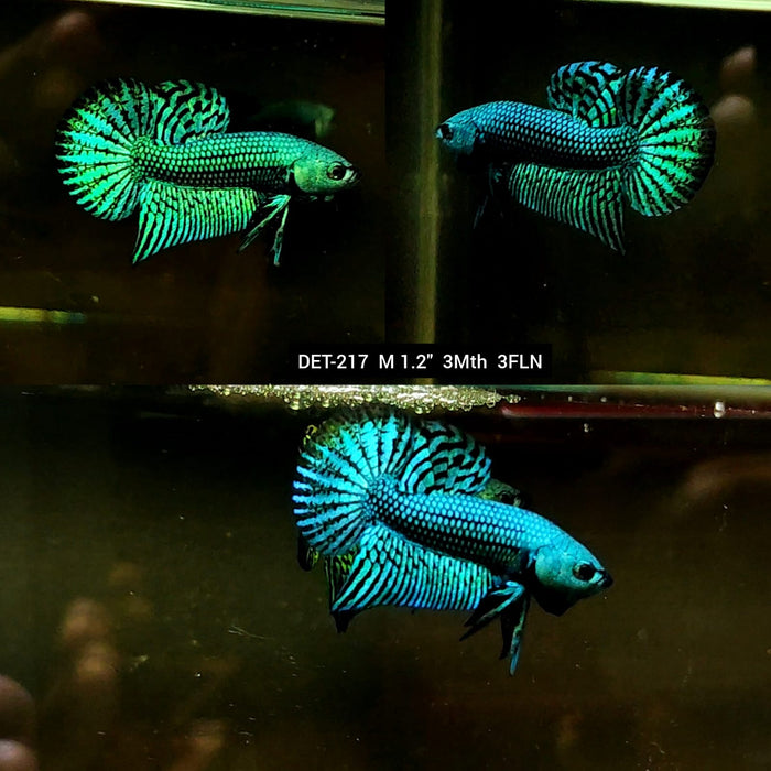 Live Male Betta Green Alien Hybrid Wild Plakat (DET-217) High quality what you see what you get!!